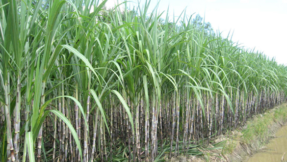 Sugar industry chemicals